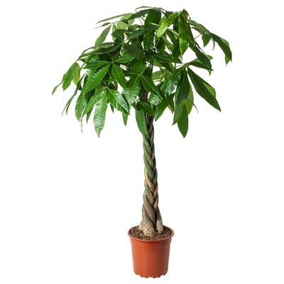 PACHIRA AQUATICA Pflanze, Glückskastanie, 27 cm