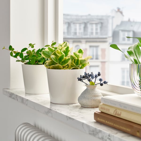 PEPEROMIA Pflanze, versch. Arten, 12 cm