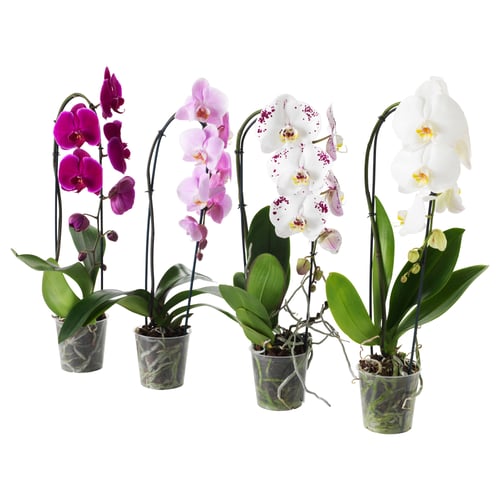 PHALAENOPSIS Pflanze, Orchidee/'Cascade" 1 Stängel, 12 cm