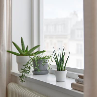 SANSEVIERIA Pflanze mit Übertopf, Bogenhanf versch. Farben, 6 cm