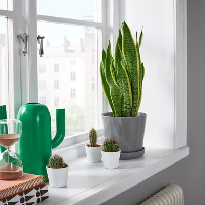 SANSEVIERIA TRIFASCIATA Pflanze, Bogenhanf, 14 cm