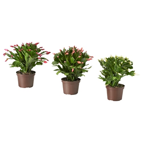 SCHLUMBERGERA Pflanze, Weihnachtskaktus, 12 cm