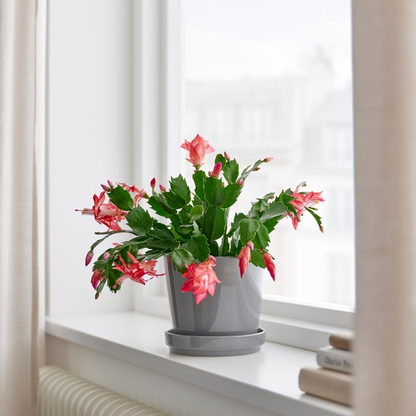 SCHLUMBERGERA Pflanze, Weihnachtskaktus, 12 cm