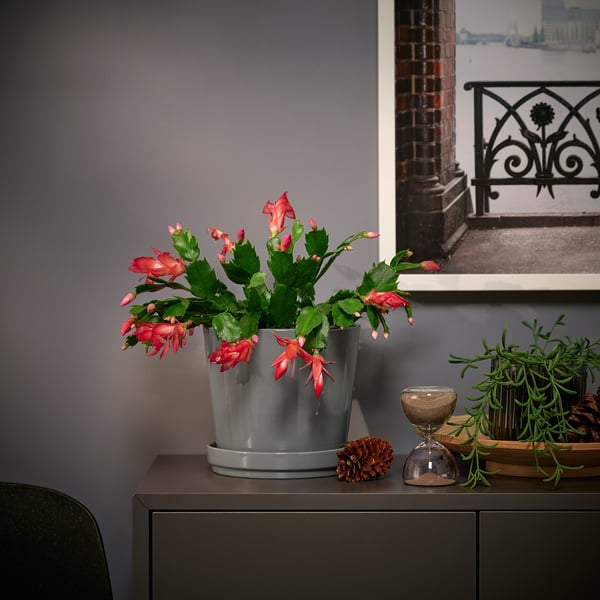 SCHLUMBERGERA Pflanze, Weihnachtskaktus, 12 cm