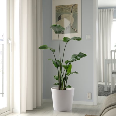 SOJABÖNA Übertopf, weiß, 32 cm