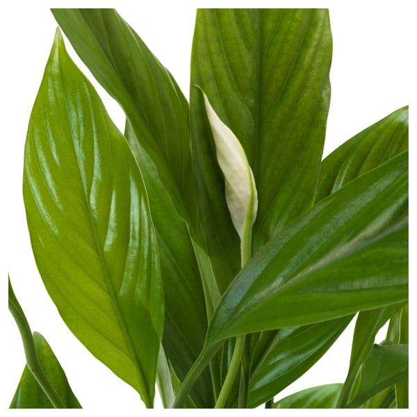 SPATHIPHYLLUM Pflanze, Einblatt, 24 cm