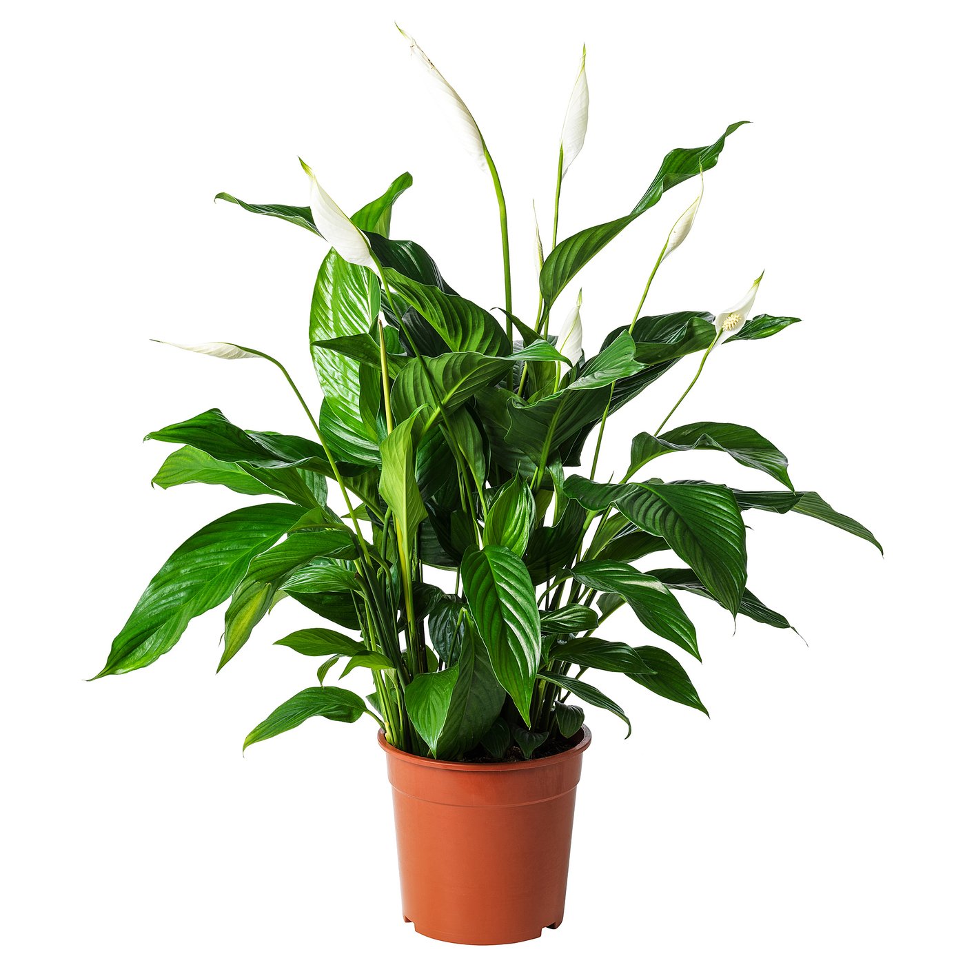 SPATHIPHYLLUM Pflanze, Einblatt, 24 cm