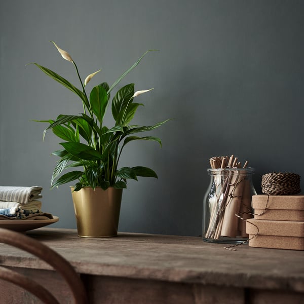 SPATHIPHYLLUM Pflanze, Einblatt, 12 cm