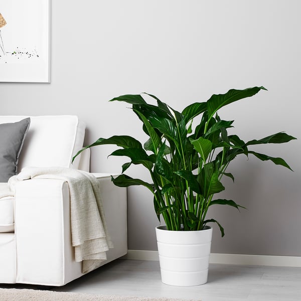 SPATHIPHYLLUM Pflanze, Einblatt, 24 cm