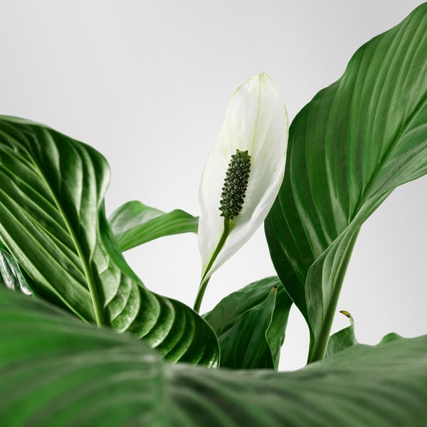 SPATHIPHYLLUM Pflanze, Einblatt, 24 cm