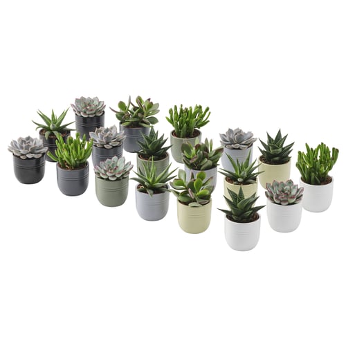 SUCCULENT Pflanze mit Übertopf, Sukkulente versch. Farben, 6 cm