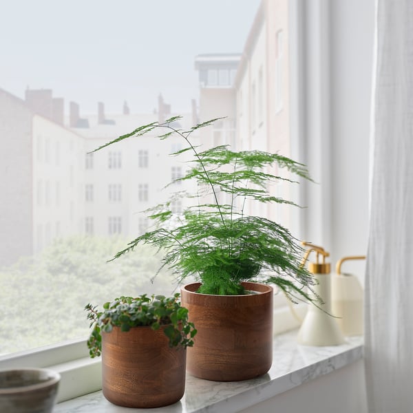 SVARTHÄTTA Übertopf, Mangobaum, 12 cm