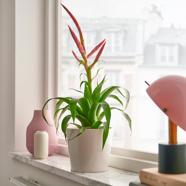 TILLANDSIA Pflanze, Tillandsia versch. Arten, 12 cm