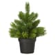 Winter pots & plants