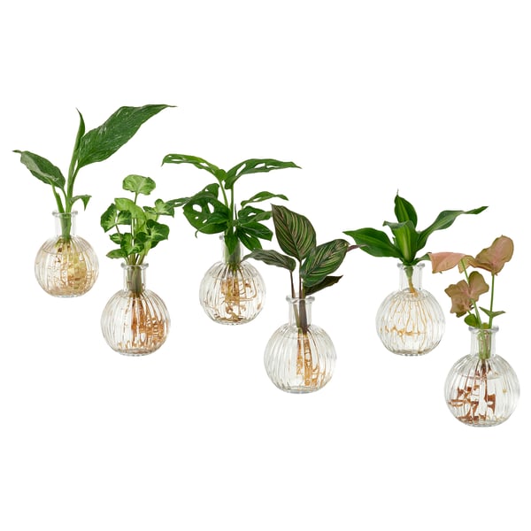 BLADVERK Plant in vase, Hydroponic, 10 cm