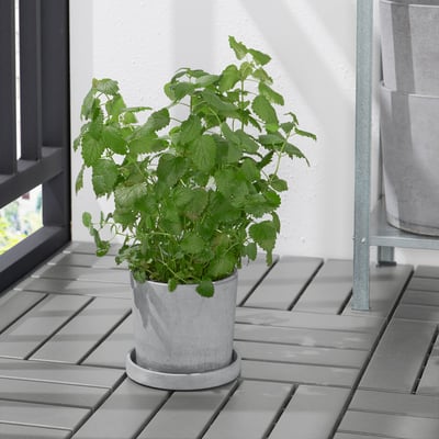 Potted plant on balcony with BOYSENBÄR saucer, protecting surface and catching water.