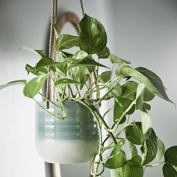 Hanging plant in white planter with green leaves, suspended by jute string.