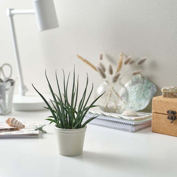 Small potted green plant sits on a white desk next to decorative items.