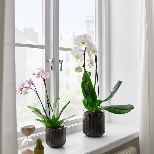 Pink and white orchids in black pots on a bright window sill.