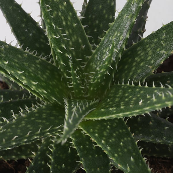 Close-up of a vibrant green aloe vera plant with water droplets on spiky leaves.