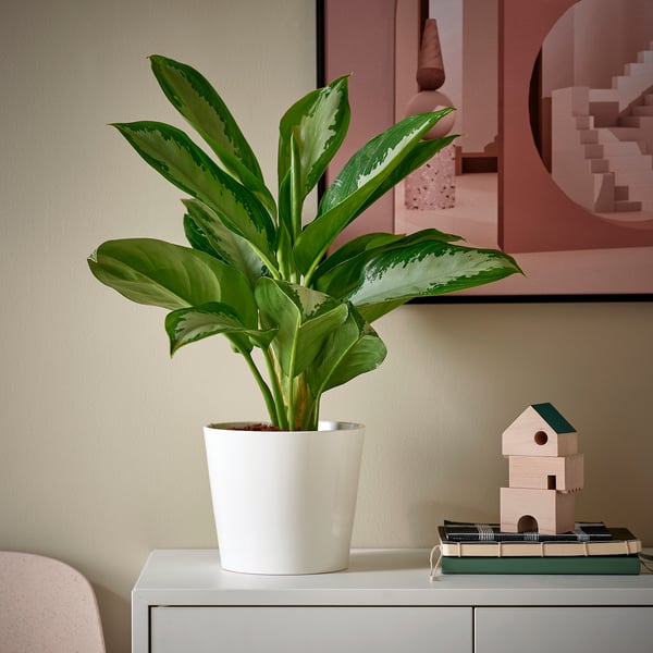 AGLAONEMA Plante naturelle, 17 cm