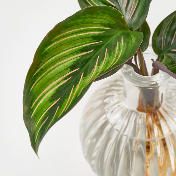 BLADVERK Plante en vase, Hydroponie, 10 cm