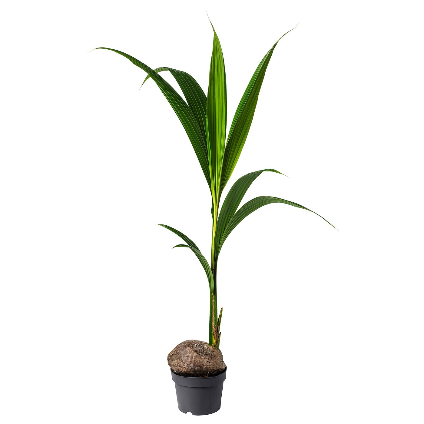 COCOS NUCIFERA Plante naturelle, palmier coco, 19 cm