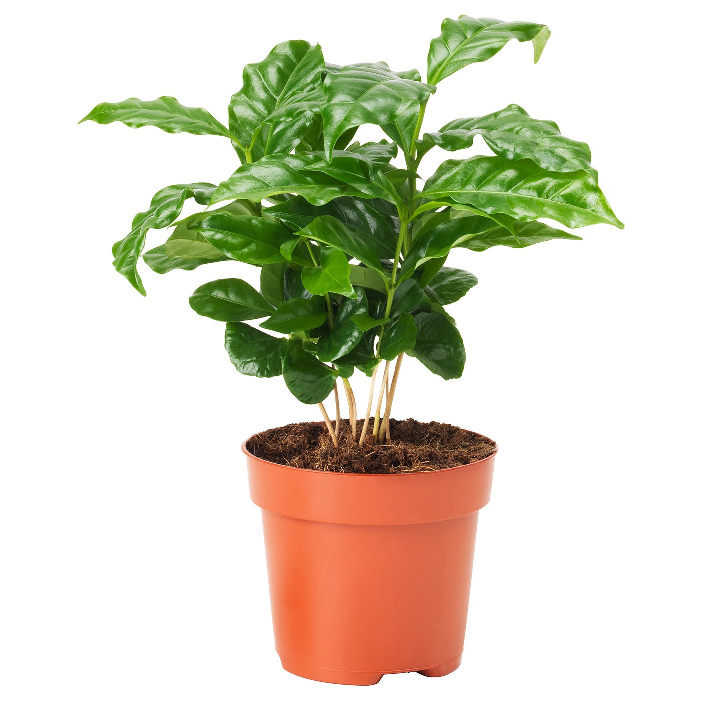 COFFEA ARABICA Plante naturelle, caféier, 9 cm