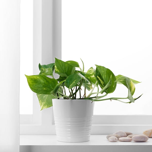 EPIPREMNUM Plante naturelle, Pothos, 12 cm