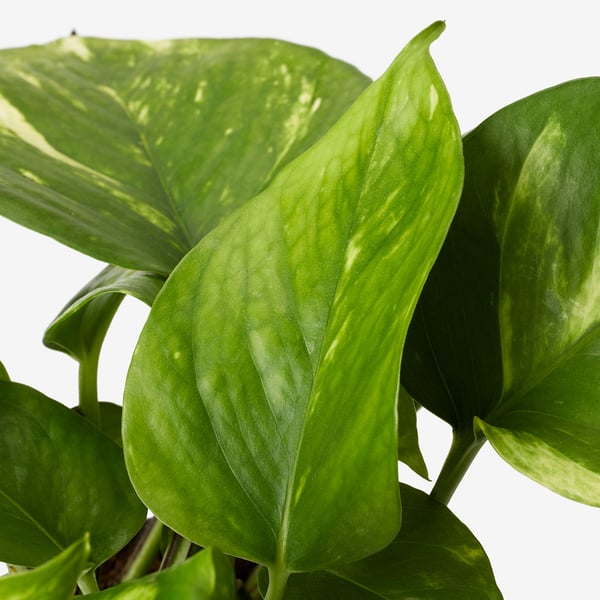 EPIPREMNUM Plante naturelle, Pothos, 12 cm