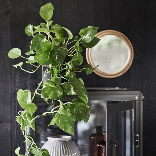 EPIPREMNUM Plante naturelle, Pothos, 12 cm