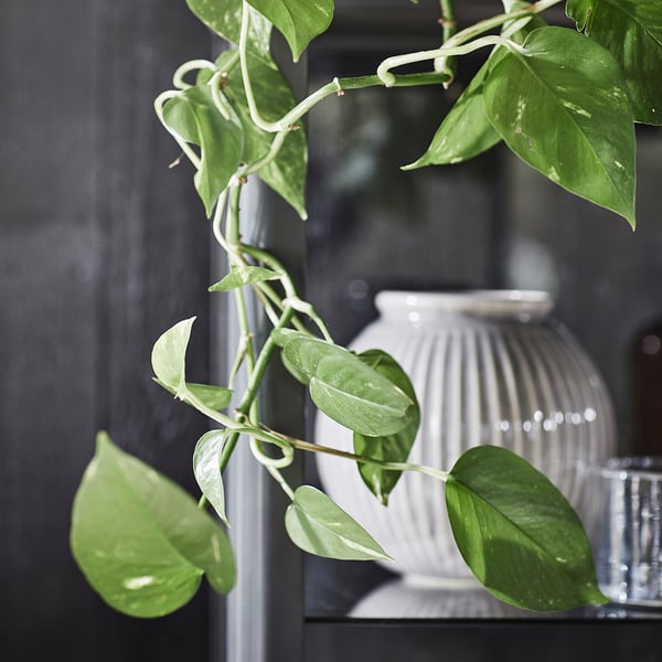 EPIPREMNUM Plante naturelle, Pothos, 12 cm