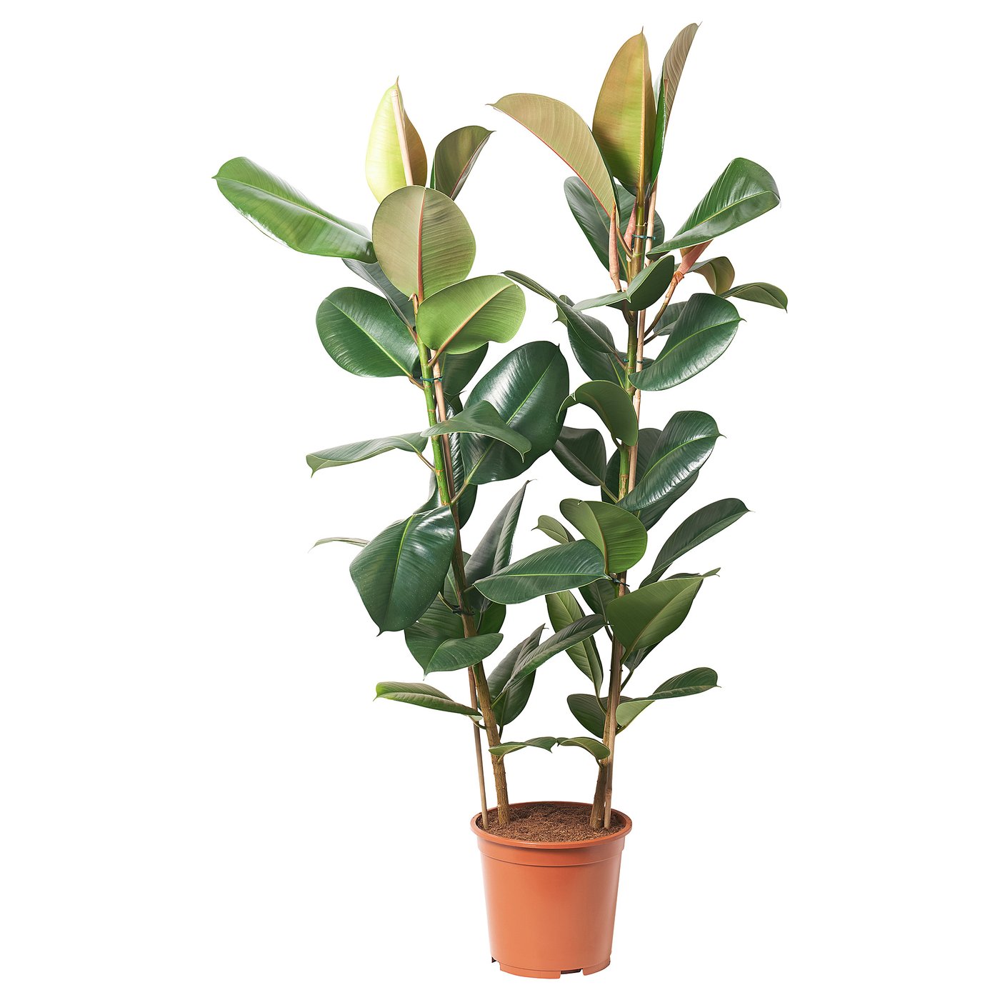 FICUS ELASTICA ROBUSTA Plante naturelle, Caoutchouc, 27 cm