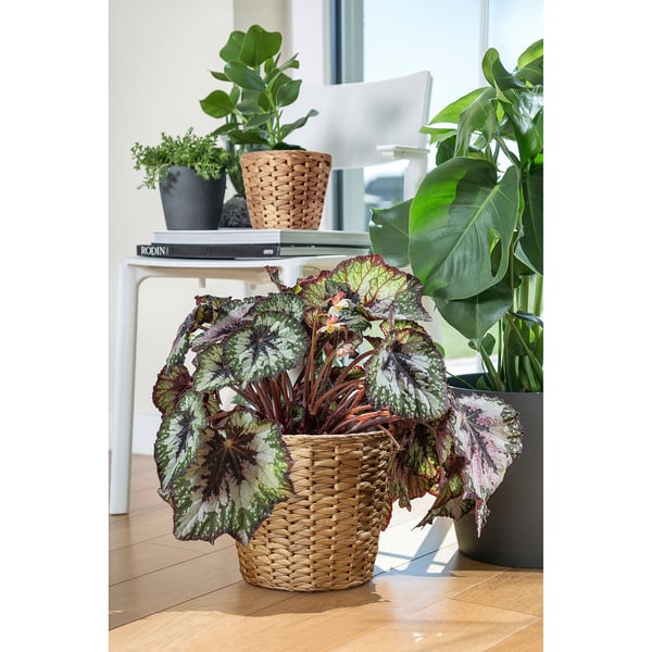 FRIDFULL Cache-pot, jacinthe d'eau, 19 cm