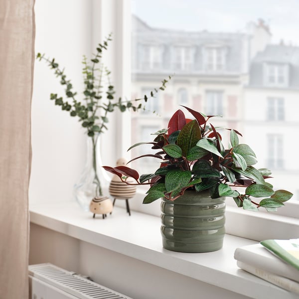 HASSELBUKETT Cache-pot, intérieur/extérieur/vert, 9 cm