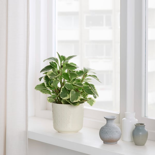 SESAMFRÖN Cache-pot, intérieur/extérieur blanc cassé, 12 cm