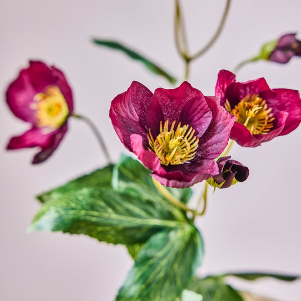 SMYCKA Fleur artificielle, intérieur/extérieur rose de noël, 50 cm