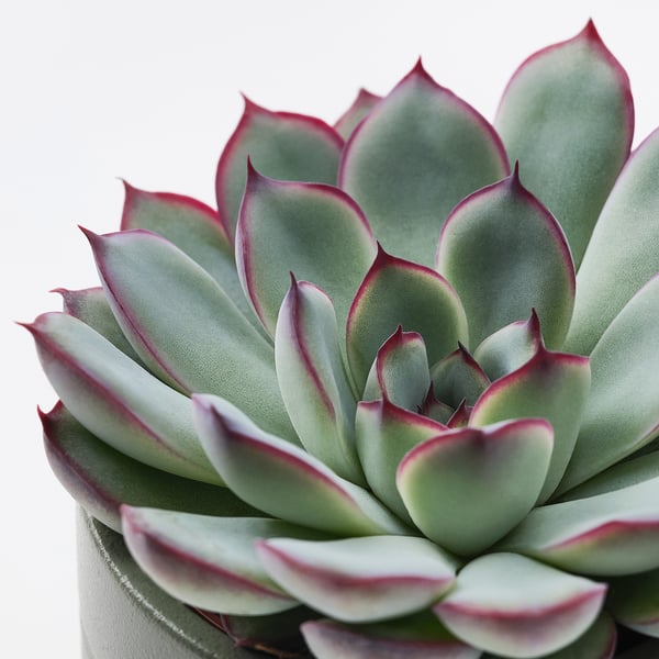 SUCCULENT Plante naturelle avec pot, succulente multicolore, 6 cm