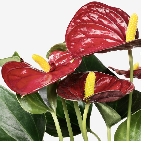 ANTHURIUM Pianta da vaso, pianta delle aracee, 12 cm