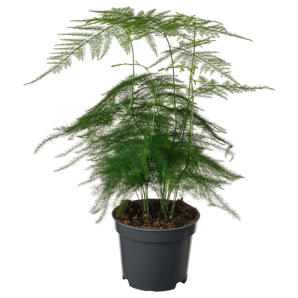 ASPARAGUS SETACEUS Pianta da vaso, Asparagina, 9 cm