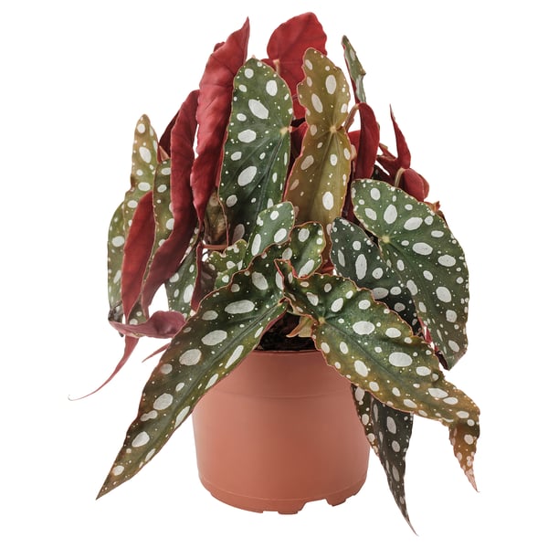 BEGONIA MACULATA Pianta da vaso, begonia maculata, 12 cm