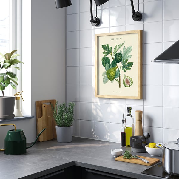 BILD Poster, pianta di fico, 40x50 cm