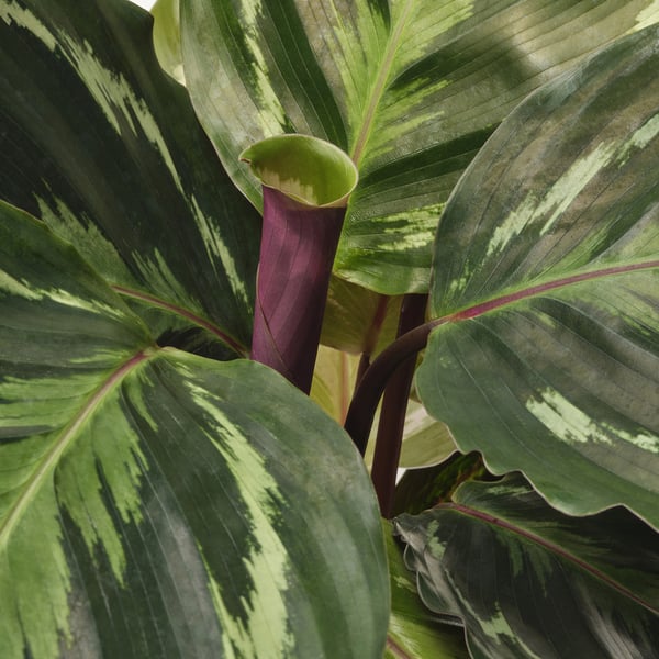 BLADVERK Pianta da vaso, specie varie, 14 cm