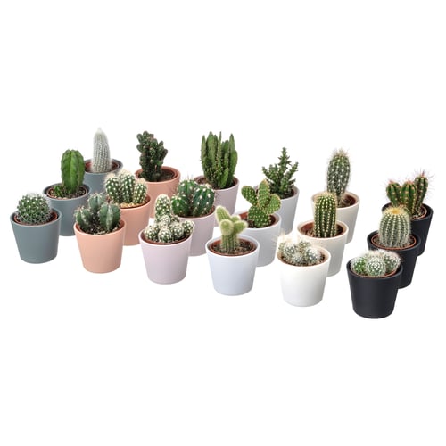 CACTACEAE Pianta con vaso, cactus/specie varie, 6 cm 3 pezzi
