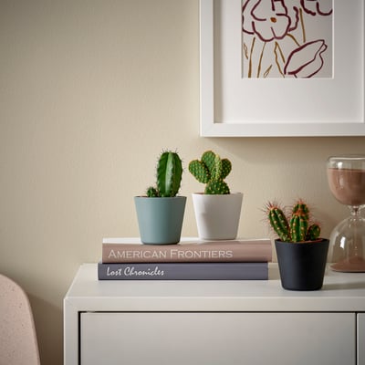 CACTACEAE Pianta con vaso, cactus/specie varie, 6 cm 3 pezzi