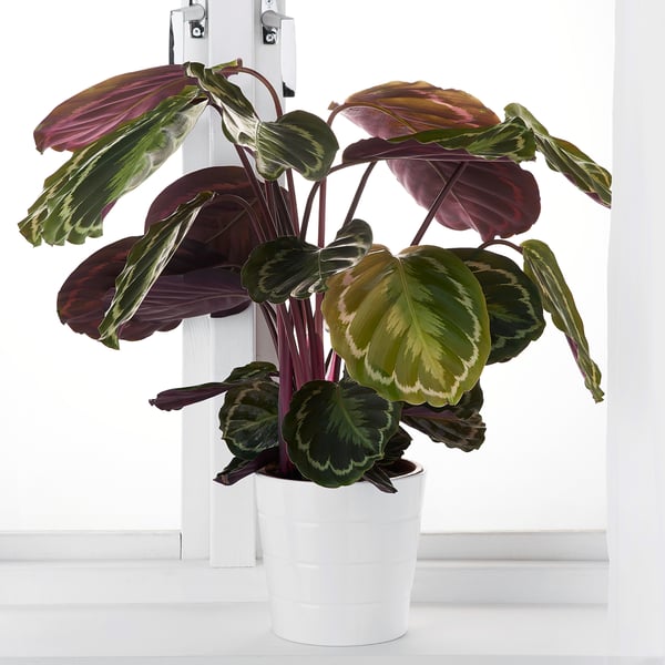 CALATHEA Pianta da vaso, Calathea/specie varie, 19 cm