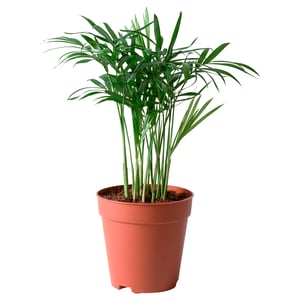 CHAMAEDOREA ELEGANS Pianta da vaso, Chamaedorea Elegans, 9 cm