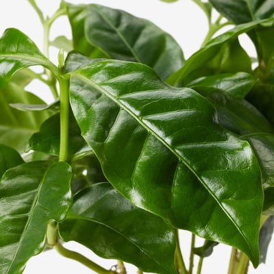 COFFEA ARABICA Pianta da vaso, pianta del caffè, 9 cm