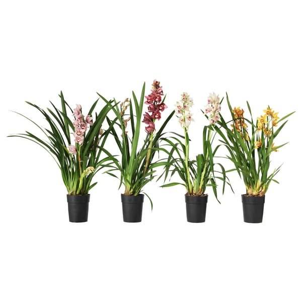 CYMBIDIUM Pianta da vaso, Orchidea colori vari, 12 cm