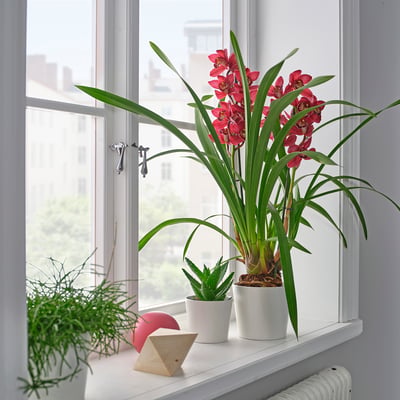 CYMBIDIUM Pianta da vaso, Orchidea colori vari, 12 cm